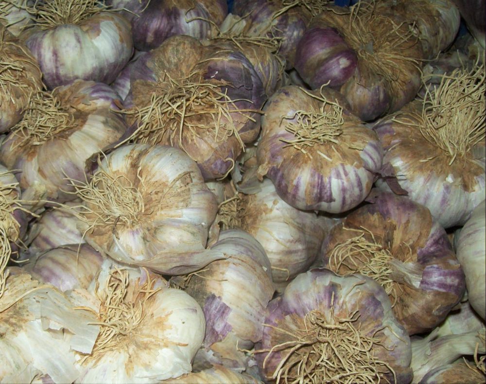 garlic classified